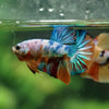 Multicolor/Galaxy Koi Plakat -16 weeks Old