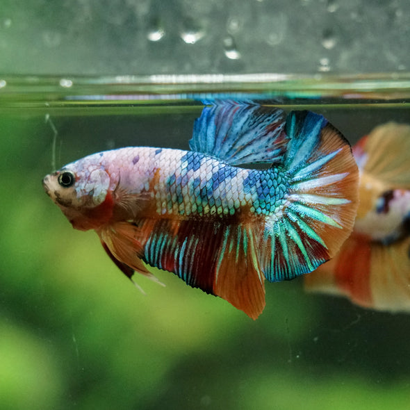Multicolor/Galaxy Koi Plakat -16 weeks Old