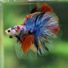 Galaxy/Candy Koi Halfmoon - 14 weeks old