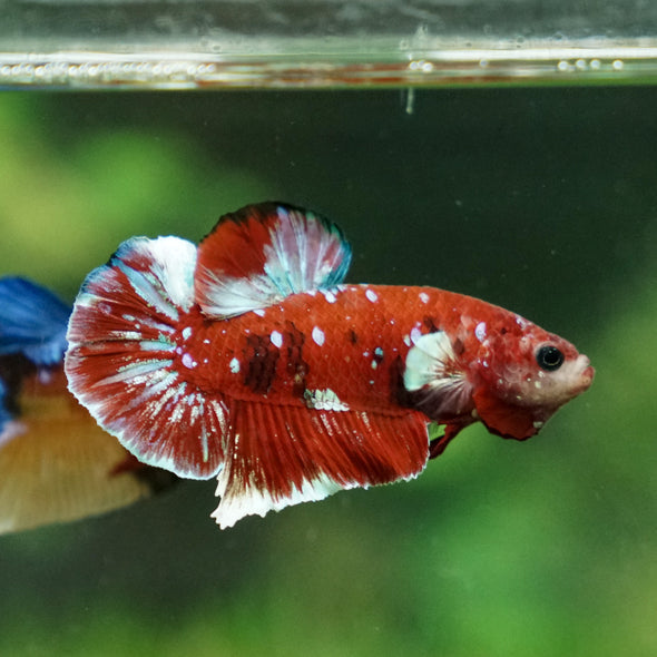 Multicolor/Galaxy Koi Plakat -16 weeks Old