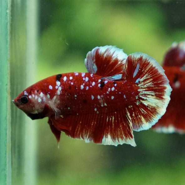 Multicolor/Galaxy Koi Plakat -16 weeks Old