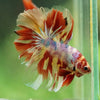 Galaxy/Candy Koi Halfmoon - 14 weeks old