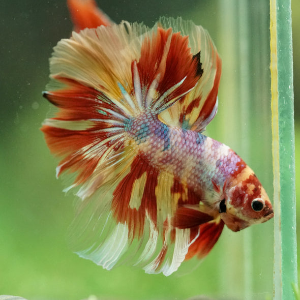 Galaxy/Candy Koi Halfmoon - 14 weeks old