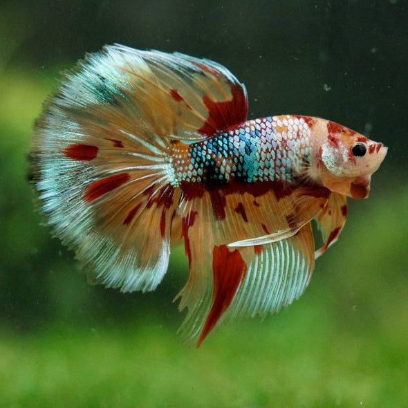 Galaxy/Candy Koi Halfmoon - 14 weeks old
