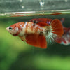Multicolor/ Galaxy Koi Halfmoon- Female- 13 Weeks Old