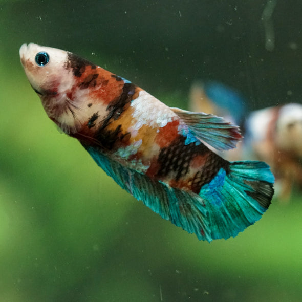 Multicolor/ Galaxy Koi Plakat- Female- 13 Weeks Old