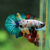 Multicolor/Galaxy Koi Plakat -16 weeks Old