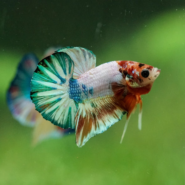 Multicolor/Galaxy Koi Plakat -10 weeks Old