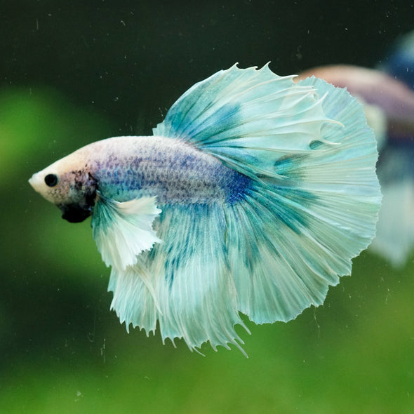 Dumbo Halfmoon - 12 weeks old