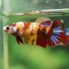 Multicolor/ Galaxy Koi Plakat- Female- 13 Weeks Old