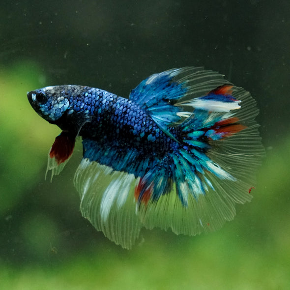Black Base Galaxy Koi Halfmoon (Avatar) - 14 weeks old