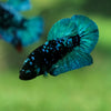 Black Koi Galaxy Plakat (Avatar) -13 weeks Old