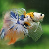 Galaxy/Candy Koi Halfmoon - 14 weeks old