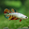 Multicolor/ Galaxy Koi Halfmoon - Female- 13 Weeks Old