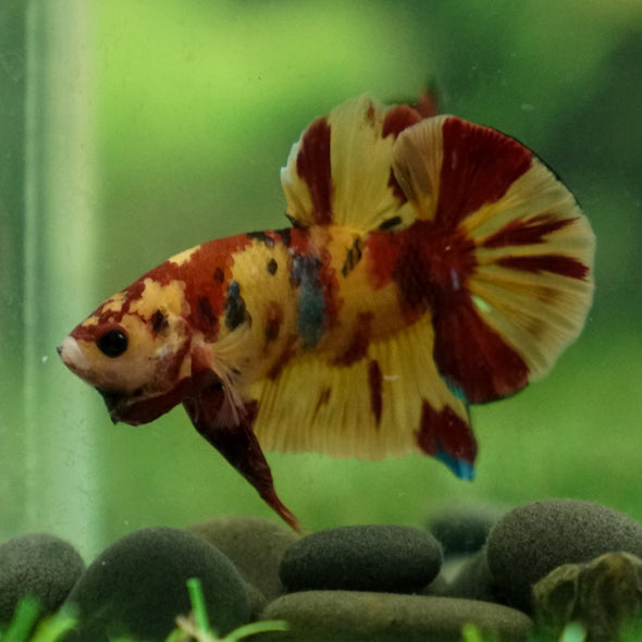 Multicolor/Galaxy Koi Plakat -13 weeks Old