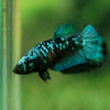 Black Galaxy Koi Plakat (Avatar) - Female- 13 Weeks Old