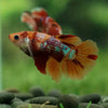 Multicolor/ Galaxy Koi Halfmoon- Female- 13 Weeks Old