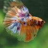 Galaxy/Candy Koi Halfmoon - 14 weeks old