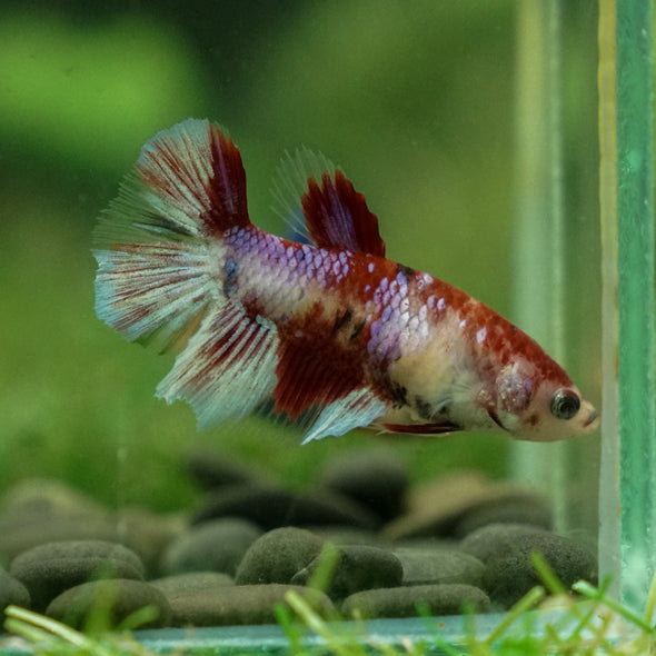 Multicolor/ Galaxy Koi Halfmoon - Female- 13 Weeks Old