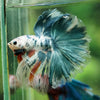 Galaxy/Candy Koi Halfmoon - 14 weeks old