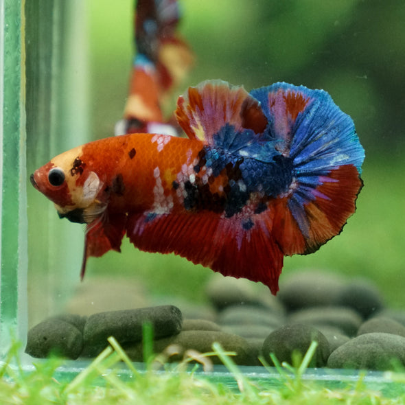 Multicolor/Galaxy Koi Plakat -16 weeks Old