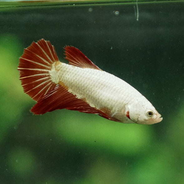 Dragon Halfmoon - Female