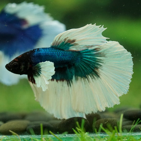 Dumbo Halfmoon - 12 weeks old