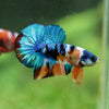 Multicolor/Galaxy Koi Plakat -16 weeks Old