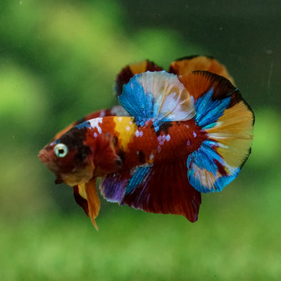 Multicolor/Galaxy Koi Plakat -13 weeks Old