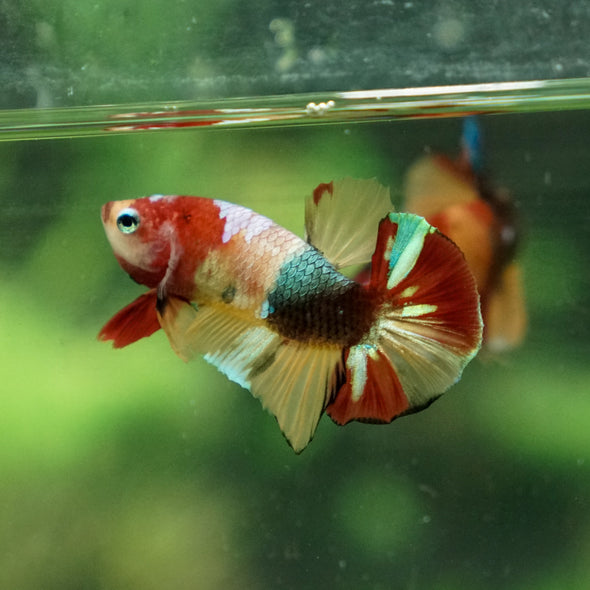 Multicolor/Galaxy Koi Plakat -11 weeks Old