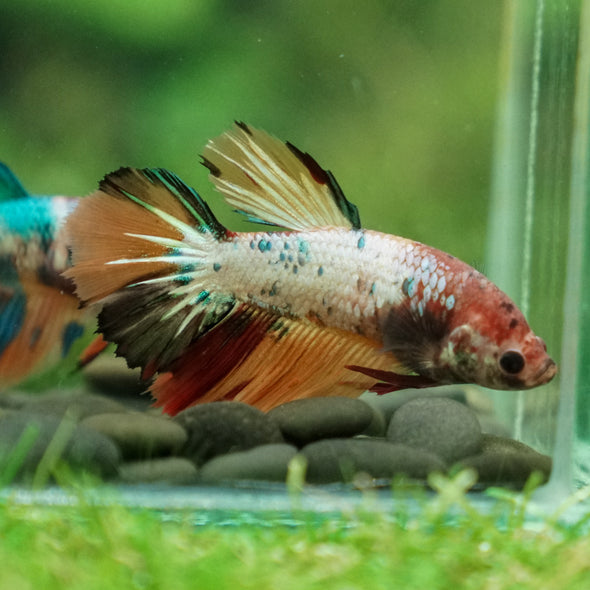 Multicolor/ Galaxy Koi Halfmoon- Female- 13 Weeks Old