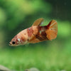 Multicolor/ Galaxy Koi Plakat- Female- 13 Weeks Old