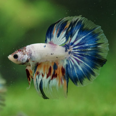 Galaxy/Candy Koi Halfmoon - 14 weeks old