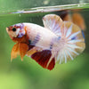 Multicolor/Galaxy Koi Plakat -16 weeks Old