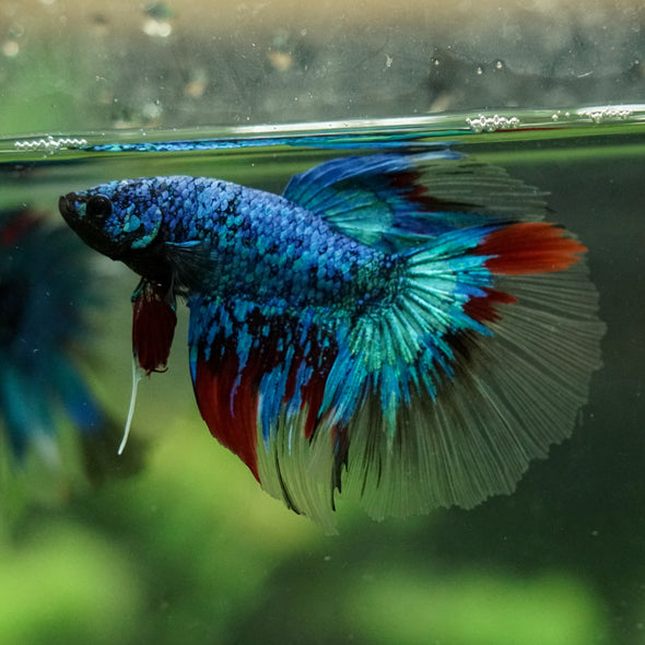 Black Base Galaxy Koi Halfmoon (Avatar) - 14 weeks old
