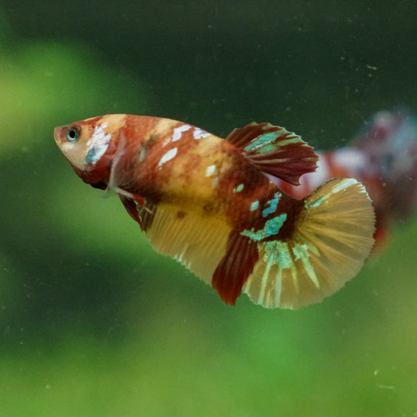 Multicolor/ Galaxy Koi Plakat - Female- 13 Weeks Old