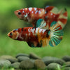 Multicolor/ Galaxy Koi Plakat- Female- 13 Weeks Old