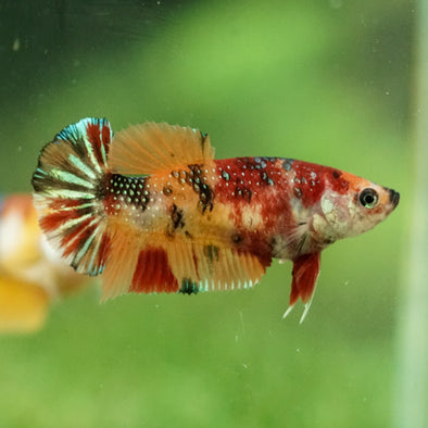 Multicolor/ Galaxy Koi Plakat- Female- 13 Weeks Old