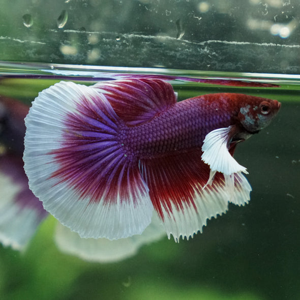 Dumbo Halfmoon - 13 weeks old