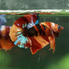 Multicolor/Galaxy Koi Plakat -16 weeks Old