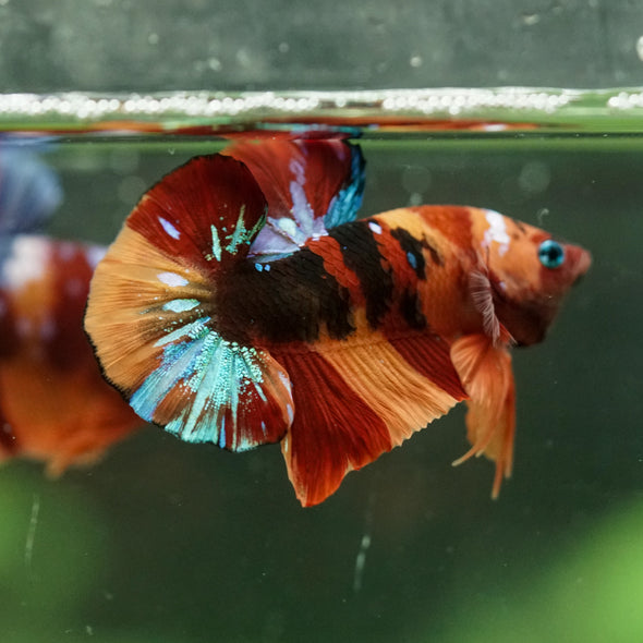 Multicolor/Galaxy Koi Plakat -16 weeks Old