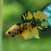 Multicolor/Galaxy Koi Plakat -16 weeks Old