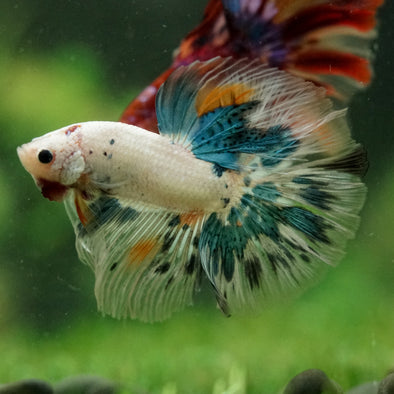 Galaxy/Candy Koi Halfmoon - 14 weeks old