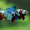 Multicolor/Galaxy Koi Plakat -16 weeks Old