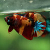 Multicolor/Galaxy Koi Plakat -16 weeks Old