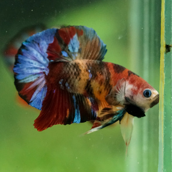 Multicolor/Galaxy Koi Plakat -16 weeks Old
