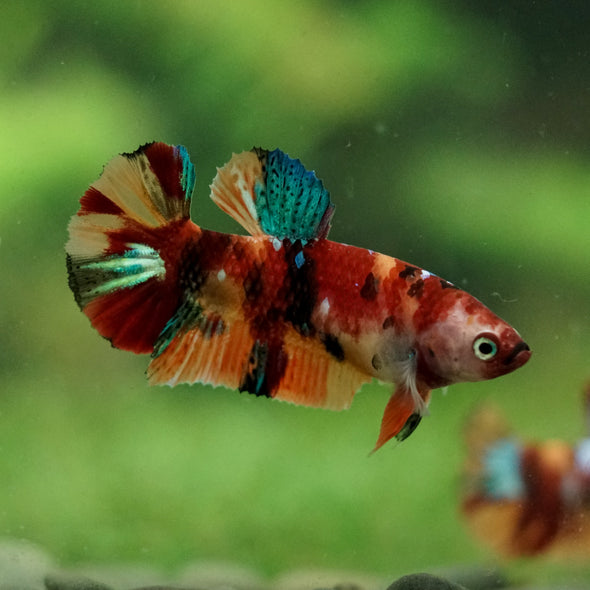 Multicolor/ Galaxy Koi Plakat- Female- 13 Weeks Old