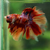 Galaxy/Candy Koi Halfmoon - 14 weeks old