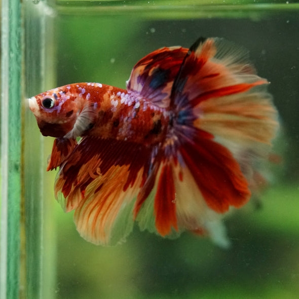 Galaxy/Candy Koi Halfmoon - 14 weeks old