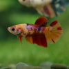 Multicolor/ Galaxy Koi Halfmoon | Female| 15 Weeks Old | Breeder Grade